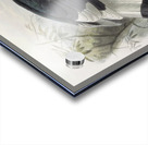 Dichoceros bicornis 1882 Acrylic print