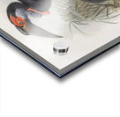 Bucorvus pyrrhops 1882 Acrylic print