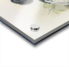 Bycanistes subquadratus 1882 Acrylic print