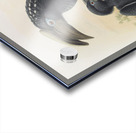 Bycanistes buccinator 1882 Acrylic print