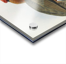 Hydrocorax semigaleatus 1882 Acrylic print