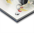 Cranorrhinus corrugatus 1882 Acrylic print