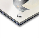 Limonophalus montani 1882 Acrylic print