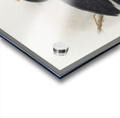 Anthracoceros fraterculus 1882 Acrylic print