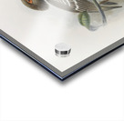 Tockus camurus 1882 Acrylic print