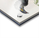 Anorrhinus albocristatus 1882 Acrylic print