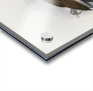 Tockus monteiri 1882 Acrylic print