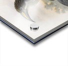 Tockus gingalensis 1882 Acrylic print