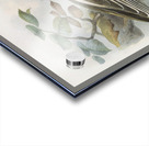 Lophoceros nasutus 1882 Acrylic print