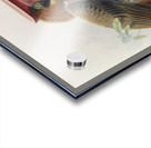 Hydrocorax mindanensis 1882 Acrylic print