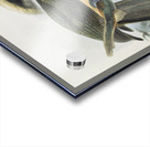 Penelopides manillae 1882 Impression Acrylique