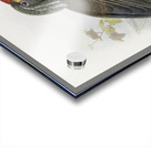 Tockus melanoleucus 1882 Acrylic print