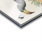 Tockus fasciatusTockus semifasciatus 1882 Acrylic print