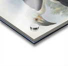 Anorrhinus comatus 1882 Acrylic print