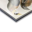 Anorrhinus tickelli 1882 Acrylic print