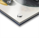 Ceratogymna elata 1882 Acrylic print