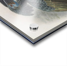 Anorrhinus galeritus 1882 Acrylic print