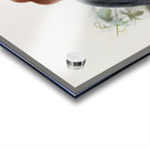 Cranorrhinus waldeni 1882 Acrylic print