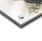 Tockus griseus 1882 Acrylic print