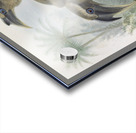 Lophoceros birostris 1882 Acrylic print