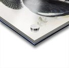 Bycanistes cristatus 1882 Acrylic print