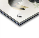 Anthracoceros malabaricus 1882 Acrylic print