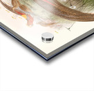 Thaumalea picta. 1872 Acrylic print