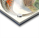 Thaumalea Amherstiæ. 1872 Acrylic print