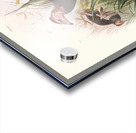 Phasidus Niger 1872 Acrylic print