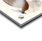 Purcasia Duvauceli. 1872 Acrylic print