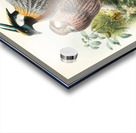 Purcasia xanthospila. 1872 Acrylic print