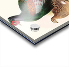 Phasianus versicolor. 1872 Acrylic print