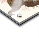 Polyplectron bicalcaratum. 1872 Acrylic print