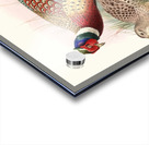 Phasianus torquatus. 1872 Acrylic print