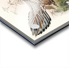 Purcasia Darwini. 1872 Acrylic print