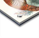 Phasianus Soemmerringii. 1872 Acrylic print