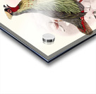 Ithalginis cruentus. 1872 Acrylic print