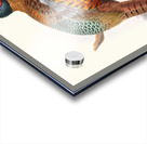 Phasianus elegans. 1872 Acrylic print