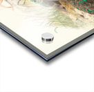 Polyplectron Germaini. 1872 Acrylic print