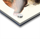 Meleagris Mexicana 1872 Acrylic print