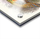 Melaeacris Ocellata 1872 Acrylic print