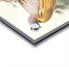 Ceriornis Caboti. 1872 Acrylic print