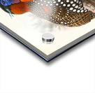 Ceriornis melanocephala. 1872 Acrylic print