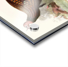 Meleagris gallopavo. 1872 Acrylic print