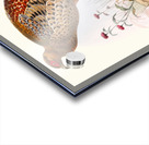 Phasianus Soemmerringi var scintillans. 1872 Acrylic print