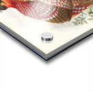 Ceriornis melanocephala. 1872 Acrylic print