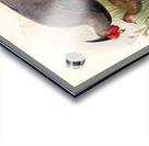 Euplocamus lineatus. 1872 Impression Acrylique