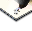 Numida cristata. 1872 Acrylic print