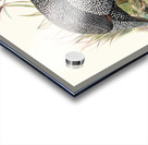 Numida mitrata. 1872 Impression Acrylique