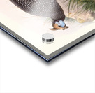 Numida ptilorhyncha. 1872 Acrylic print